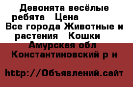 Девонята весёлые ребята › Цена ­ 25 000 - Все города Животные и растения » Кошки   . Амурская обл.,Константиновский р-н